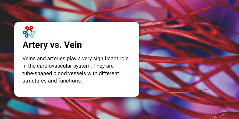 Artery vs. Vein: What’s the Difference? - Vein Care Center in New York ...