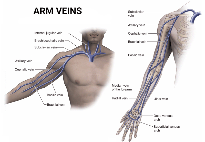 Arm Veins